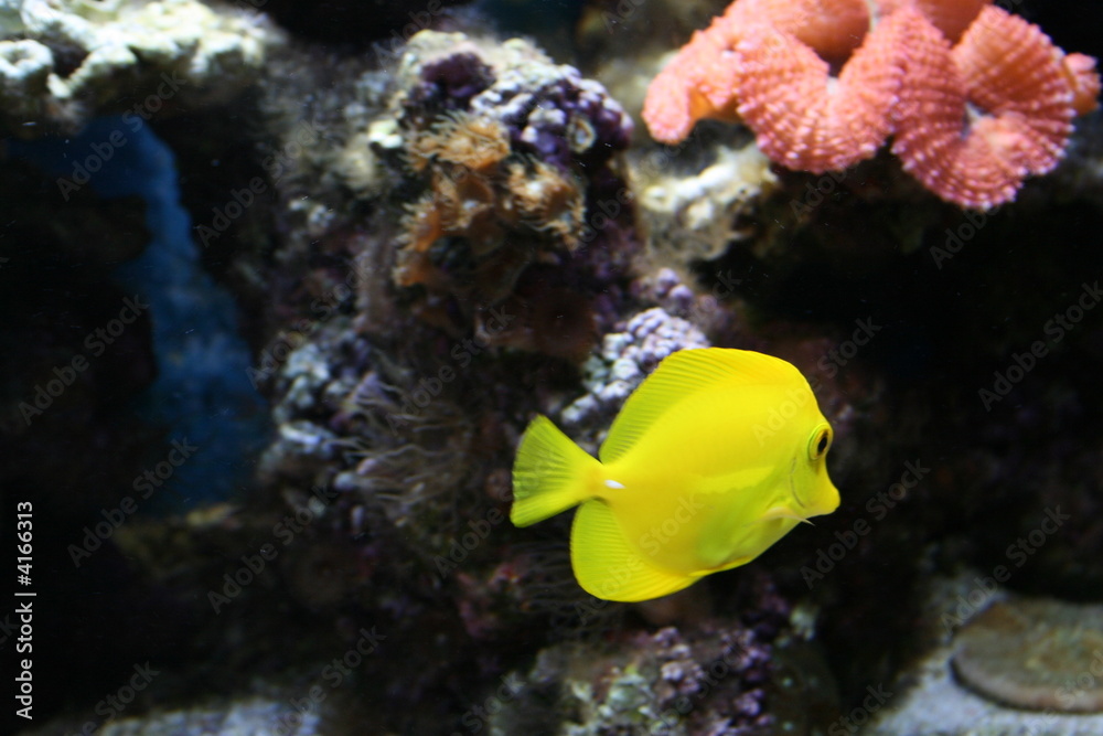 Fototapeta premium yellow acquarium fish