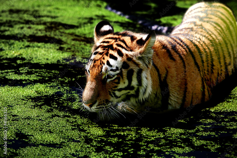 Obraz premium tiger in water