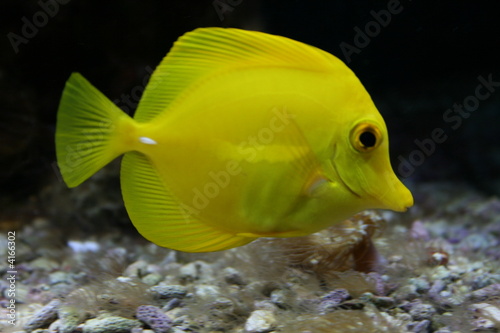 yellow fish with silky fins