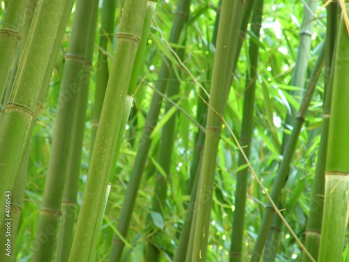Fototapeta Naklejka Na Ścianę i Meble -  bamboo grove.