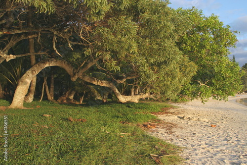 Anciant tree in paradise photo