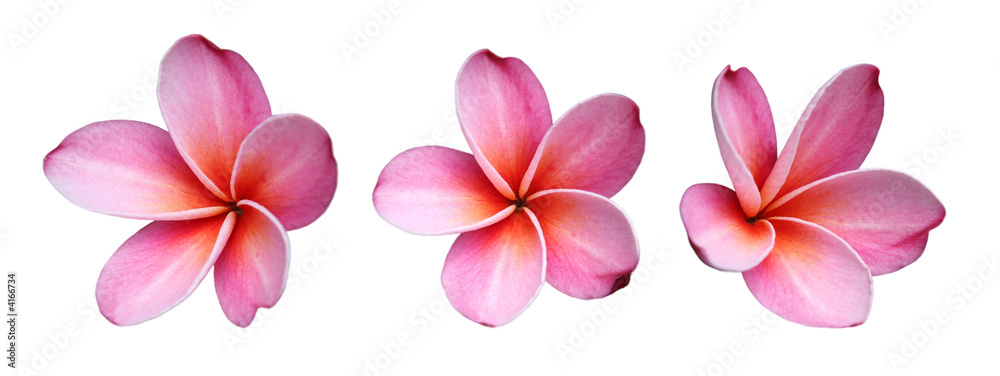 Fleur de frangipanier