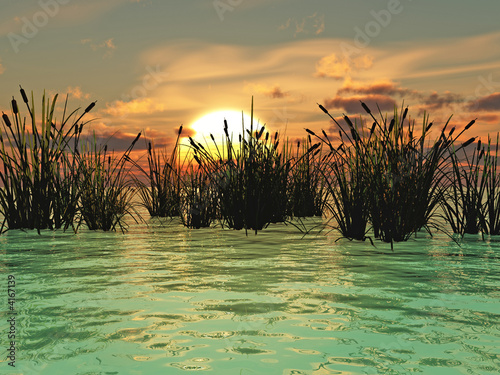 Water Grass