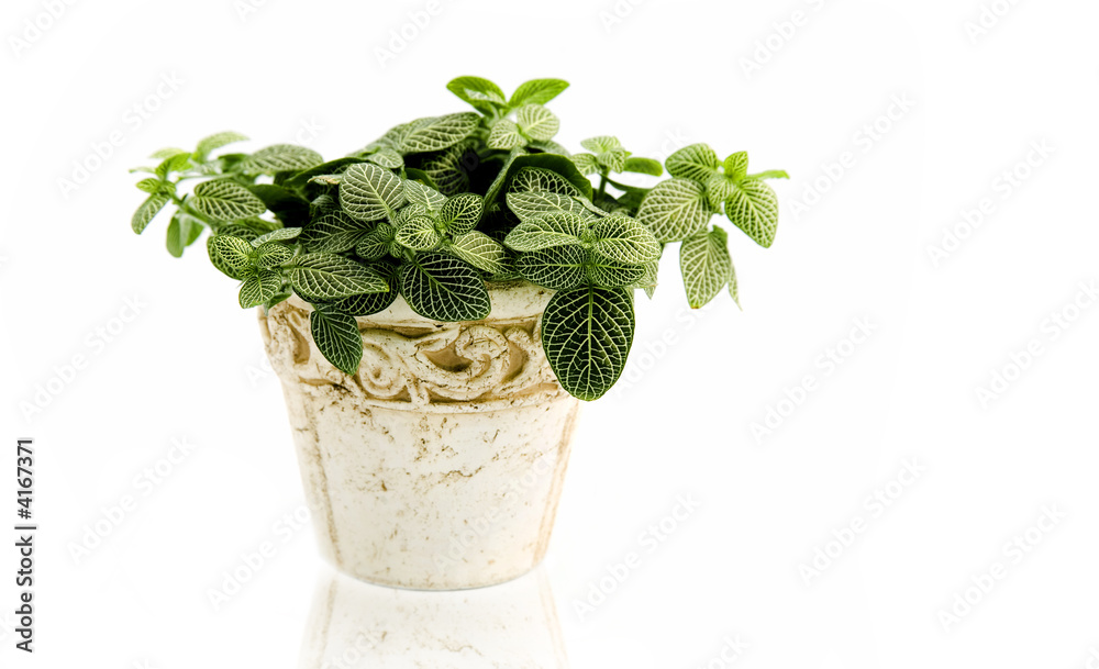 Houseplant