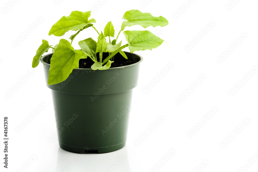 Houseplant