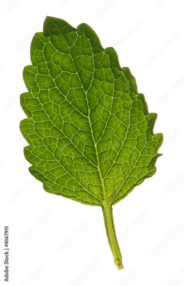Leaf Leaf