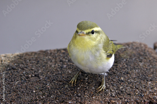 Vogel