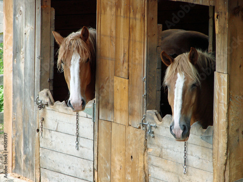 Horses in Barn