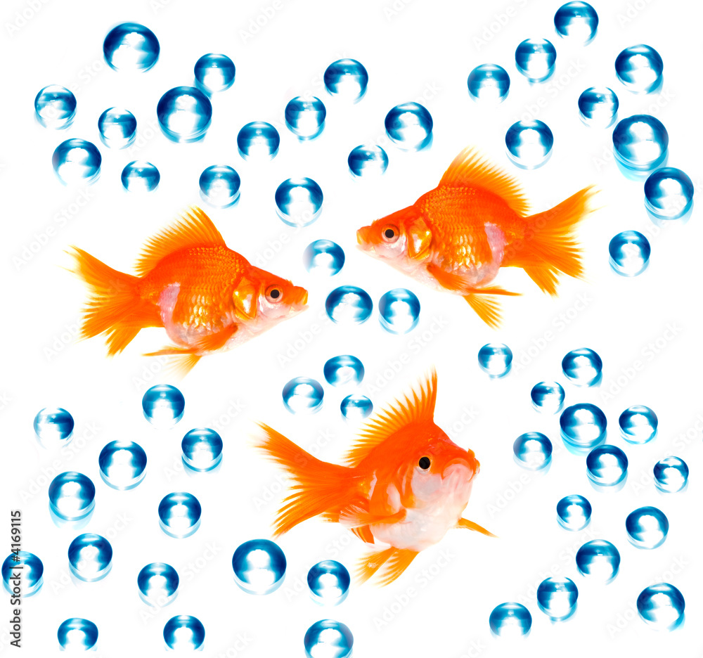 Fototapeta premium goldfish with bubbles
