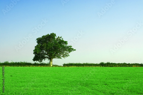 Oak Tree