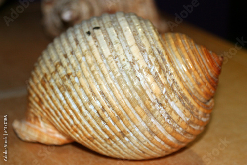 Sea Shell