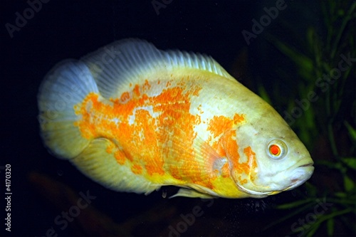 Albino Oscar