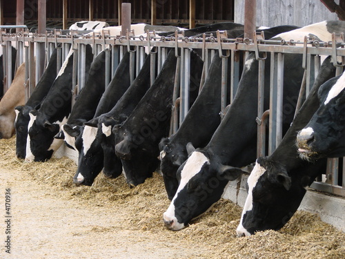 Feeding Time at Dairy Farm