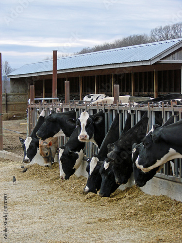 Feeding Time at Dairy Farm