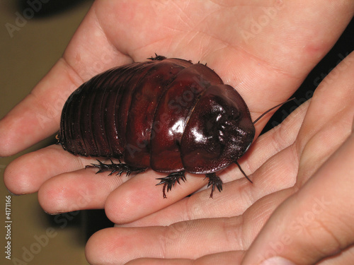 Huge Cockroach