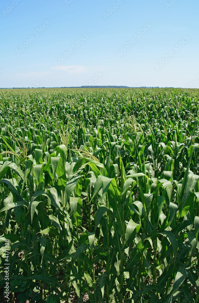 Green summer cornfield