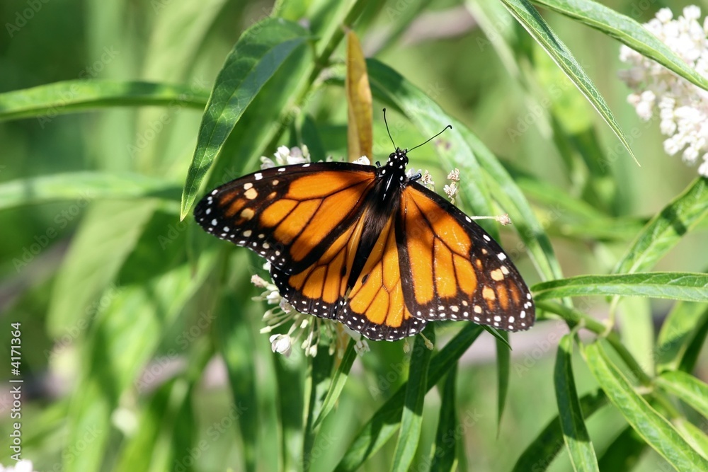 Monarch 2 Monarch 2