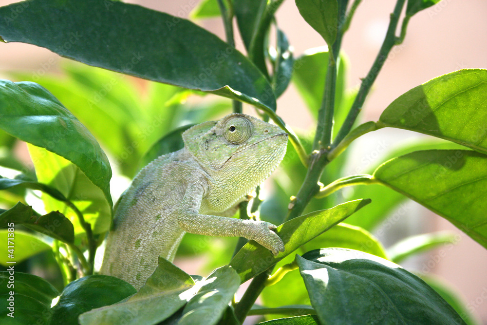 Chameleon Chameleon