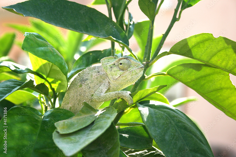Chameleon Chameleon