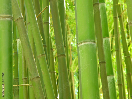 bamboo grove.