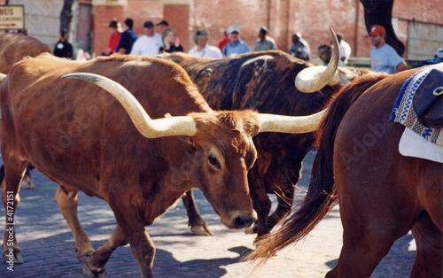 Fort Worth Stockyards photo