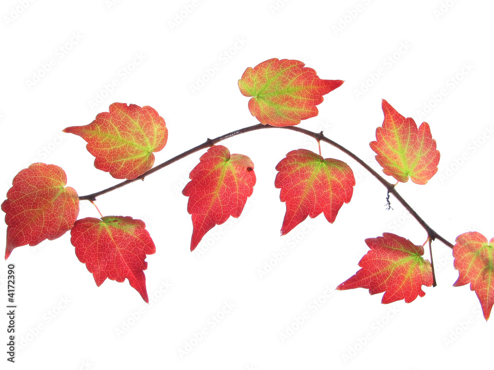 Zweig im Herbst Zweig im Herbst