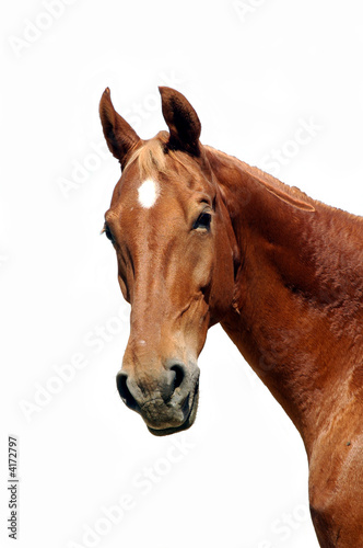 saddlebred horse isolated on white © Jeffrey Banke