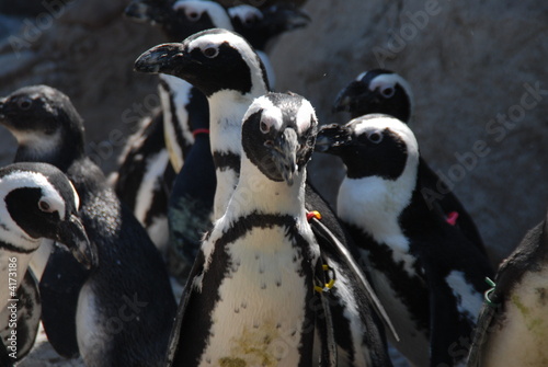 Slika na platnu waddle of penguins
