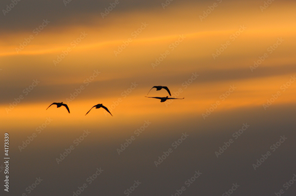 Migration des oies au coucher du soleil contre jour