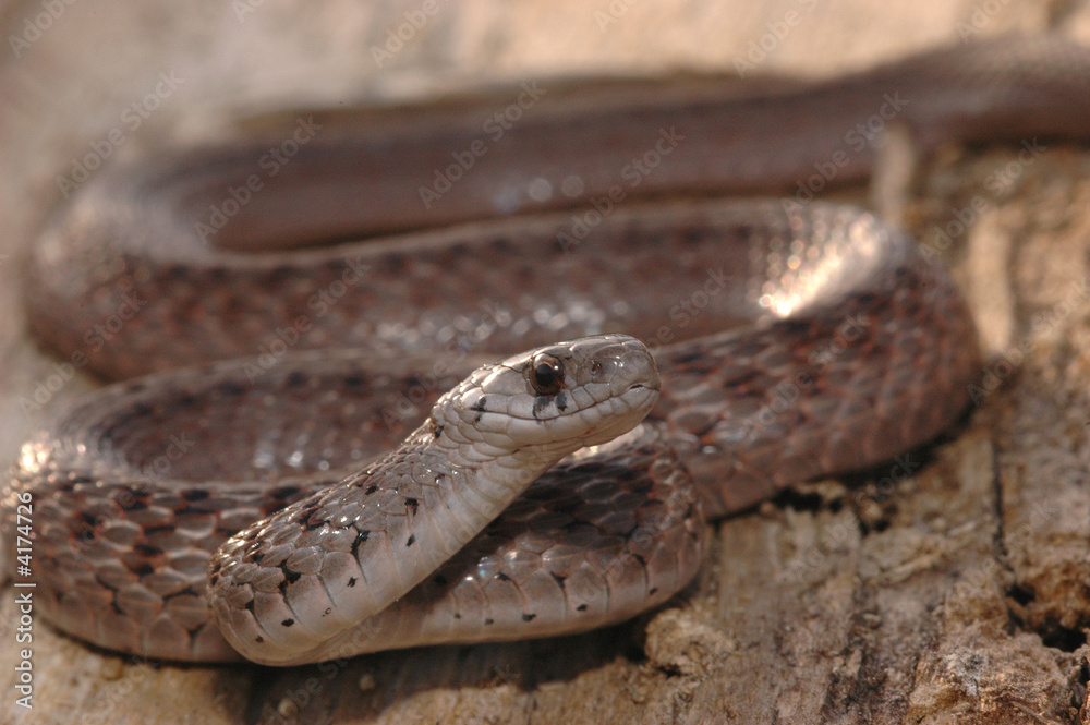 Fototapeta premium Storeria dekayi wrightorum