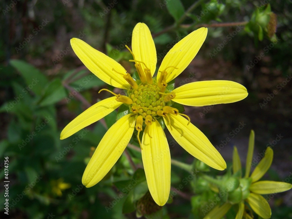 Obraz premium alluring