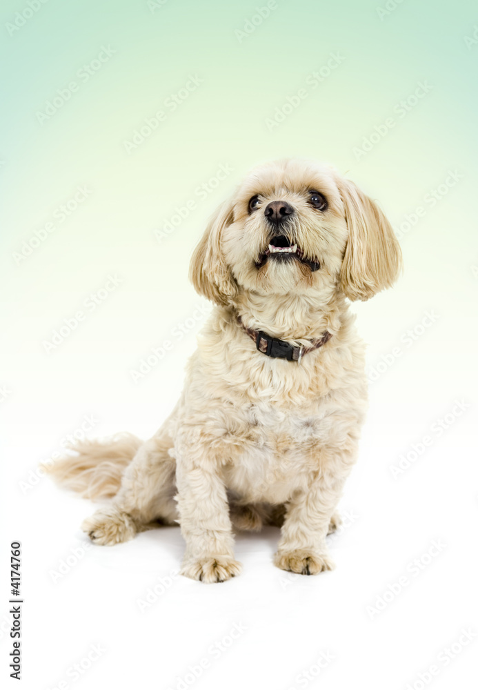 Dog Dog