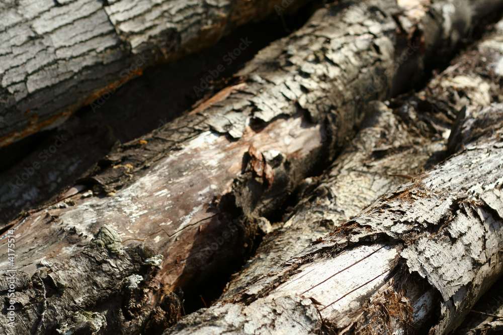 Old oak tree lumber detail 1 Old oak tree lumber detail 1