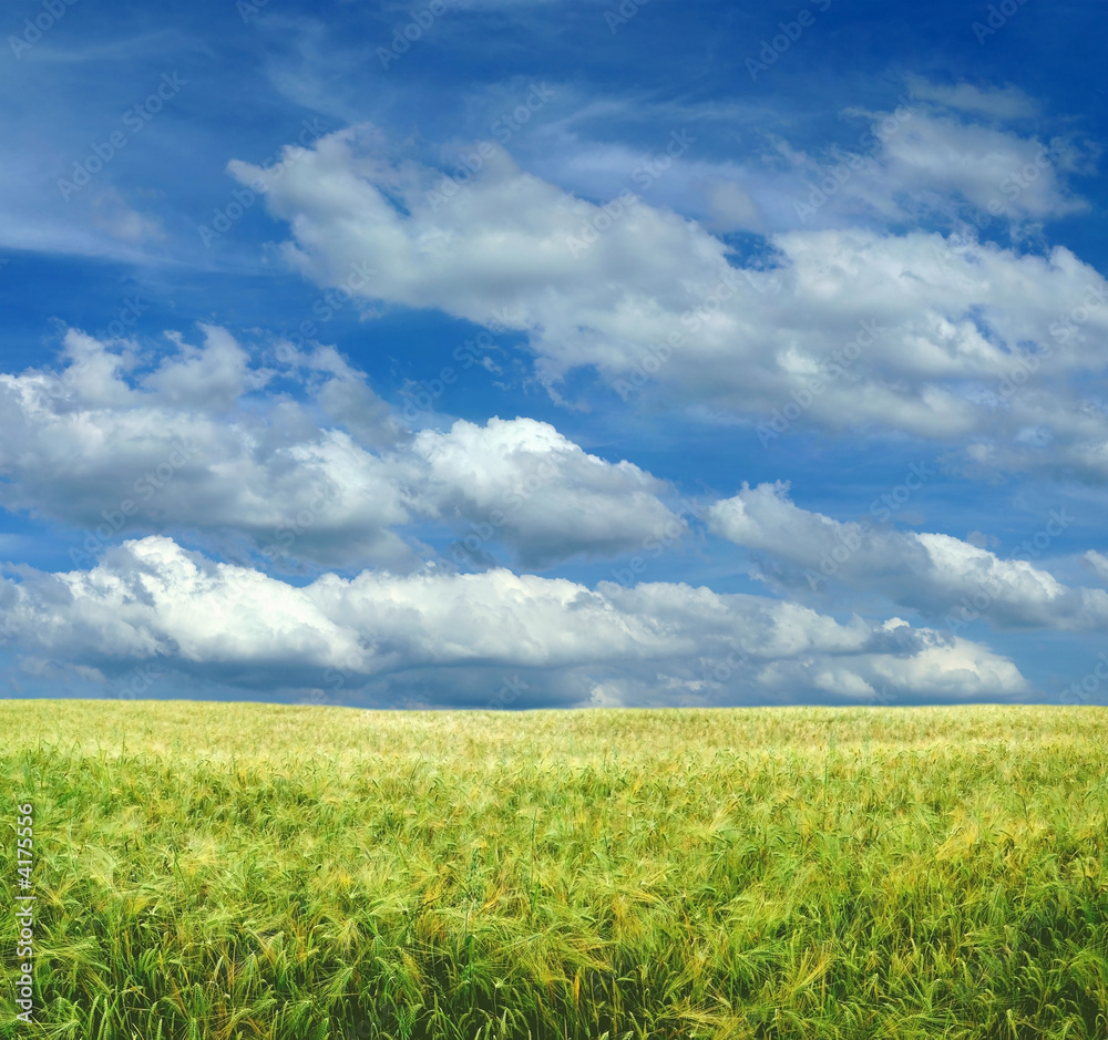 Barley field under blue sky