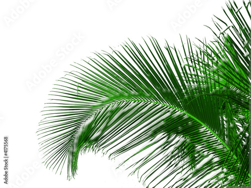 palme mentholée sur fond blanc photo