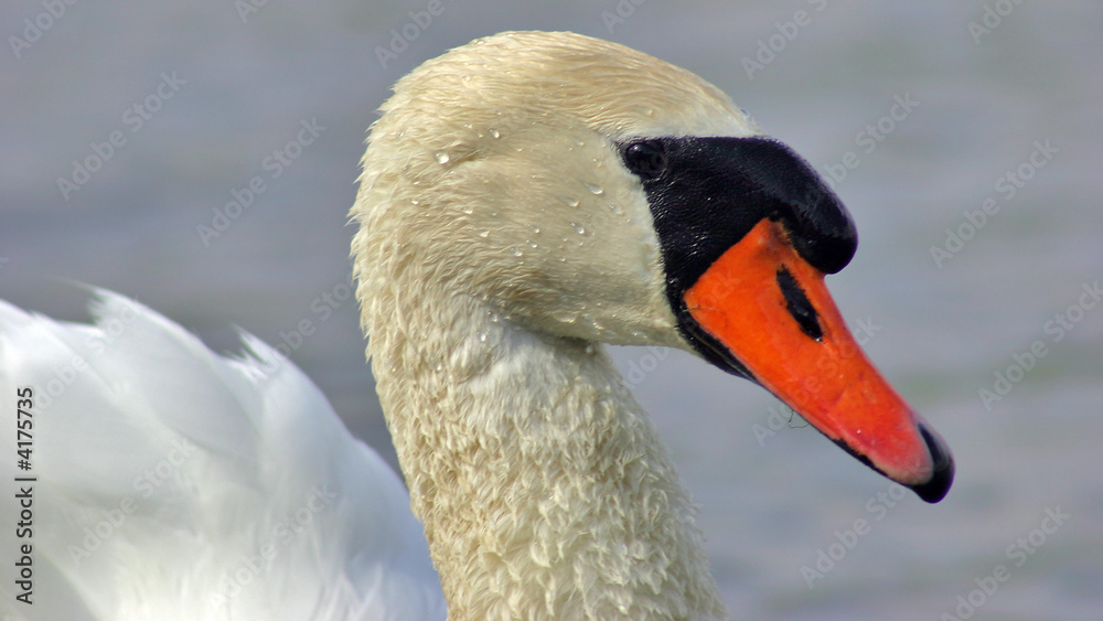 Obraz premium Der Schwan