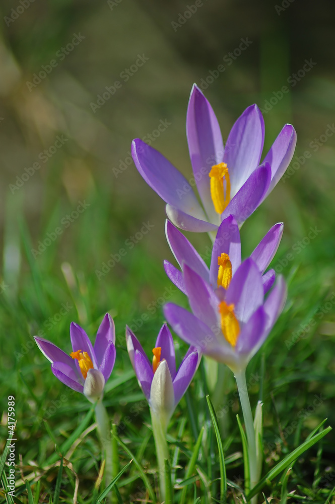 lila Krokus lila Krokus