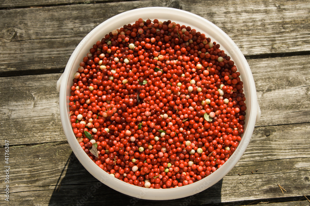 Full bucket of a red cowberry Full bucket of a red cowberry