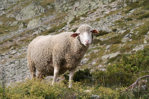 Fototapeta Naklejka Na Ścianę i Meble -  mouton en alpage