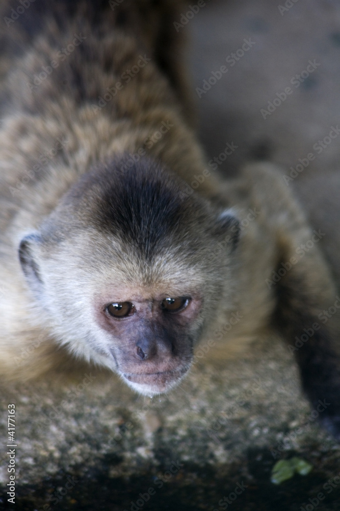 Fototapeta premium monkey