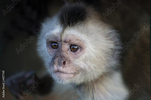 Sticker monkey