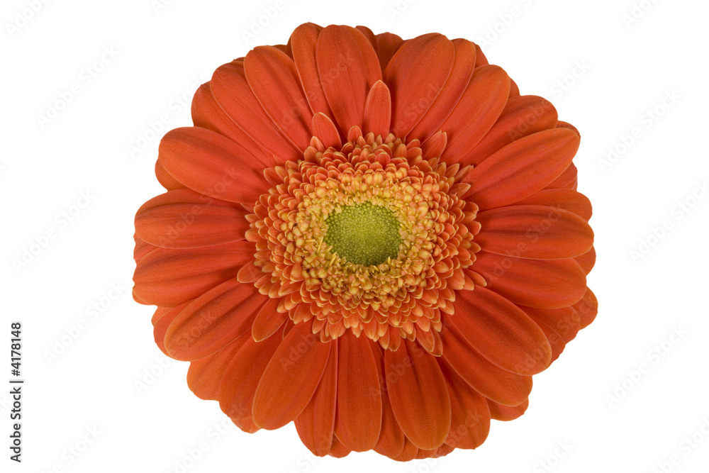 gerbera, valentines, flower gerbera, valentines, flower