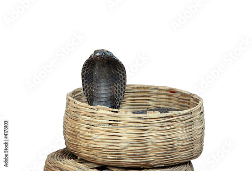 Black Cobra in a Basket
