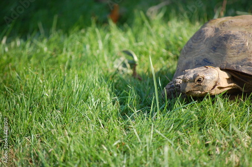 strenger Blick photo