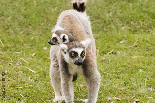 Lemur