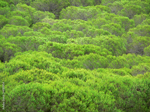 Forêt de pins verts