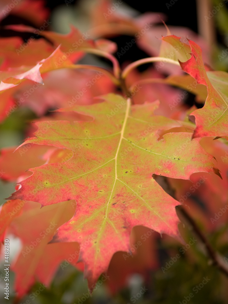 autumn leaves autumn leaves