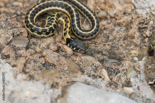 Black-necked Garter Snake