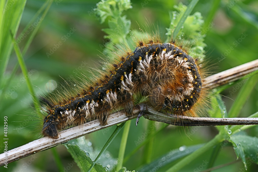The caterpillar is similar to a sign The caterpillar is similar to a sign