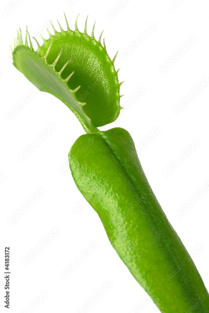 Fototapeta premium Venus flytrap